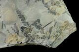 Fossil Flora (Sphenopteris & Mariopteris) Plate - Kentucky #138541-2